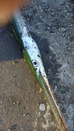 ダツの釣果