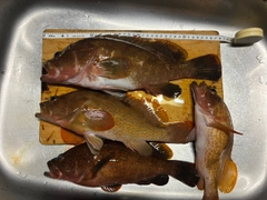 キジハタの釣果