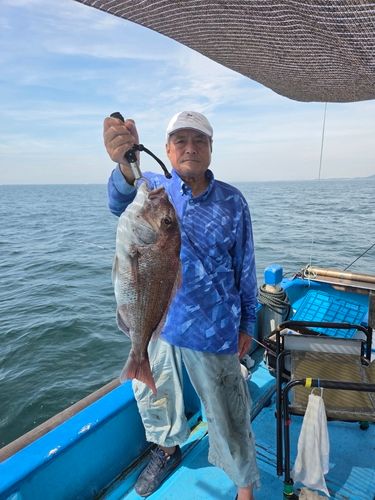 マダイの釣果
