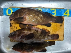 キジハタの釣果