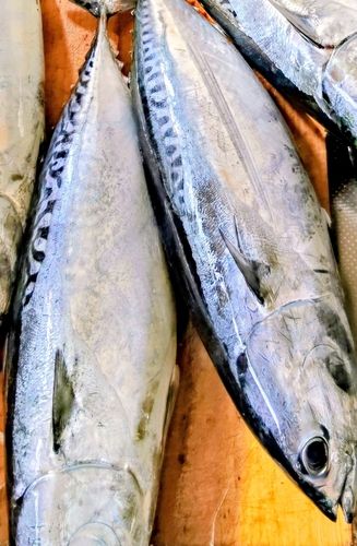 ソウダガツオの釣果