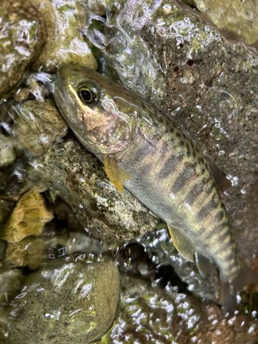 カワサバの釣果