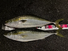 ヤズの釣果