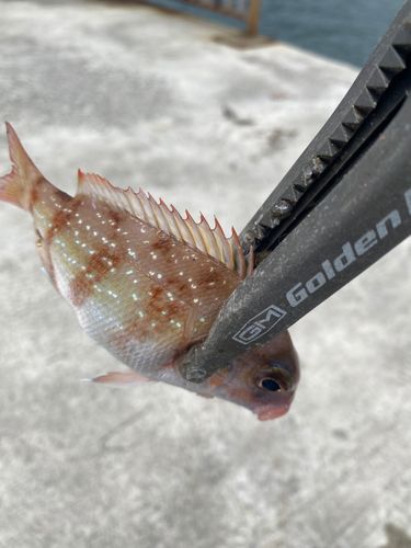 チャリコの釣果