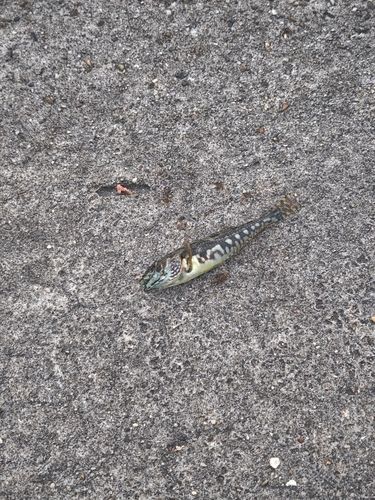 ハゼの釣果