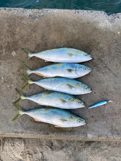 イナダの釣果
