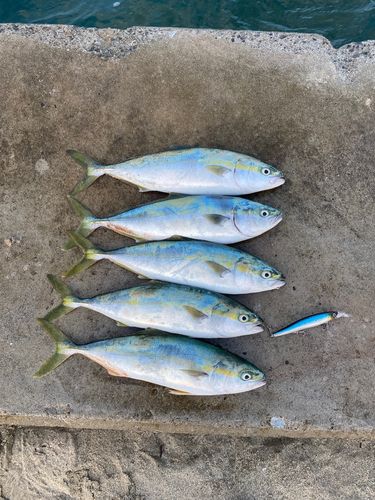 イナダの釣果