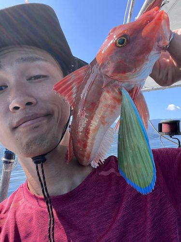 ホウボウの釣果