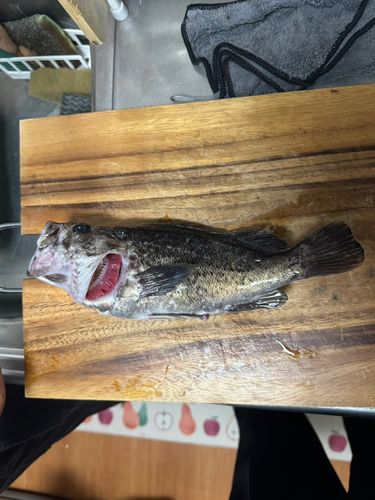 クロソイの釣果