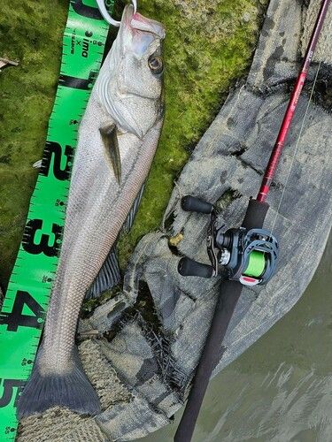 フッコ（マルスズキ）の釣果