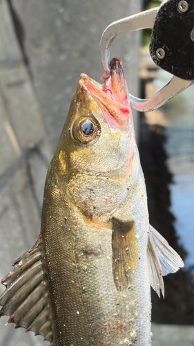 セイゴ（マルスズキ）の釣果