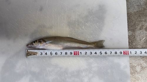 キスの釣果