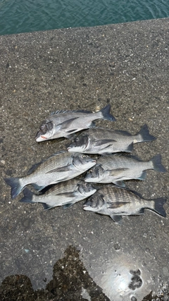 チヌの釣果