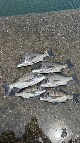 チヌの釣果