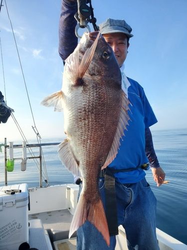 マダイの釣果