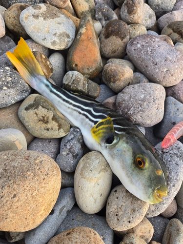シマフグの釣果