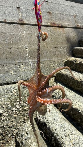 マダコの釣果