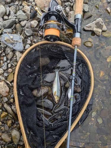 カワムツの釣果