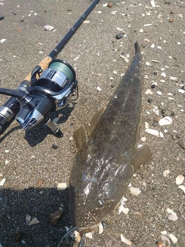 マゴチの釣果