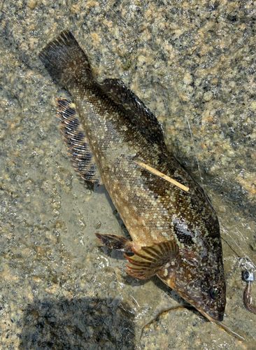 アイナメの釣果