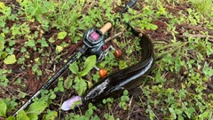ライギョの釣果