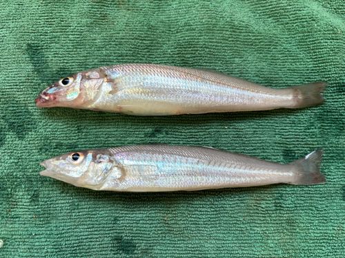 キスの釣果