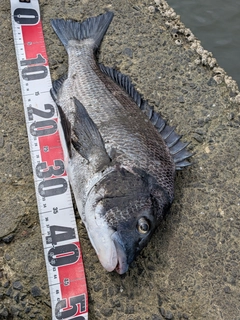 チヌの釣果