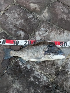 チヌの釣果