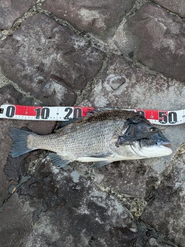 チヌの釣果