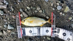 ショゴの釣果