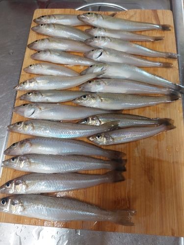 キスの釣果