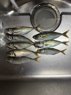アジの釣果