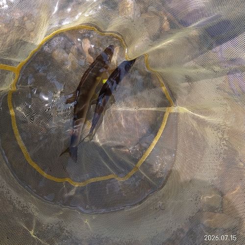 アユの釣果
