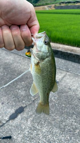 ラージマウスバスの釣果