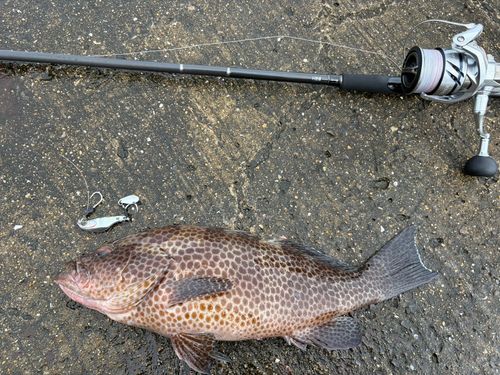 オオモンハタの釣果