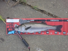 シーバスの釣果