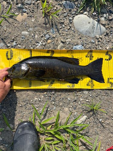 スモールマウスバスの釣果