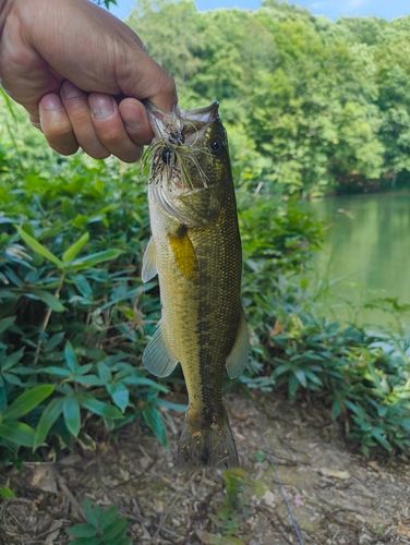 ラージマウスバスの釣果