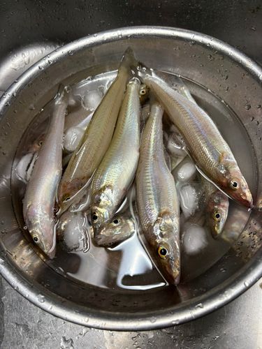 シロギスの釣果