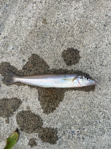 シロギスの釣果