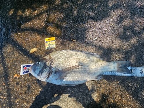 クロダイの釣果
