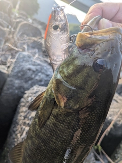 スモールマウスバスの釣果