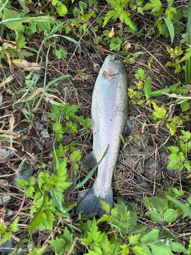 ニジマスの釣果