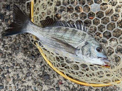 クロダイの釣果