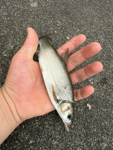 ウグイの釣果