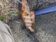 キジハタの釣果