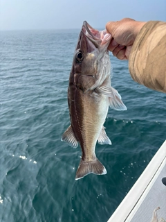 アラの釣果