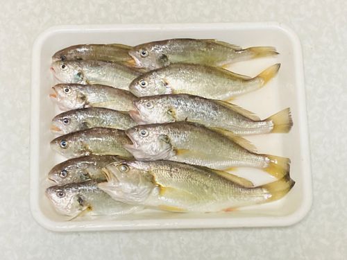 シログチの釣果