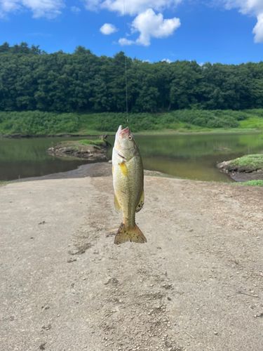 釣果