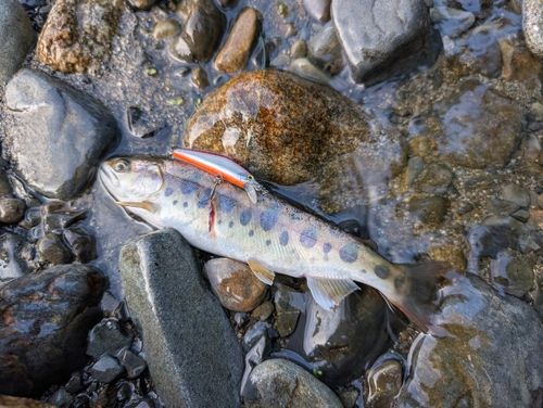 ヤマメの釣果